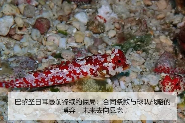 ba-li-sheng-ri-er-man-qian-feng-xu-yue-jiang-ju-he-tong-tiao-kuan-yu-qiu-dui-zhan-lve-de-bo-yi-wei-lai-qu-xiang-xuan-2-248.jpg